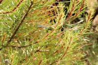 Anax imperator