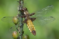 Libellula depressa
