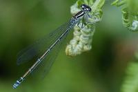 Coenagrion puella