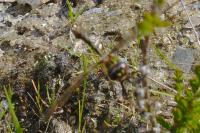 Oxygastra curtisii