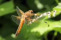 Libellula fulva