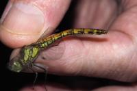 Sympetrum striolatum