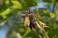 Libellula depressa