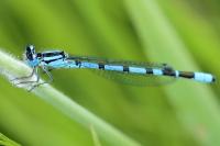 Enallagma cyathigerum