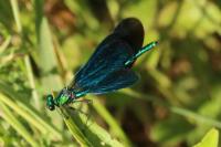 Calopteryx virgo