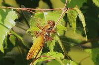 Libellula depressa