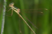 Lestes barbarus