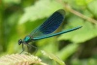 Calopteryx splendens