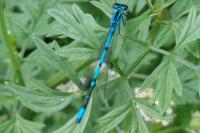 Coenagrion puella