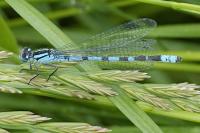 Enallagma cyathigerum
