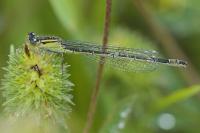 Ischnura elegans