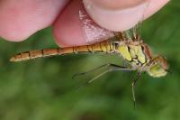 Sympetrum striolatum