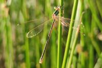 Lestes barbarus