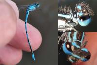 Coenagrion puella