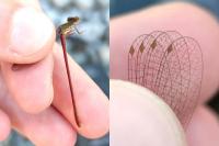 Ceriagrion tenellum