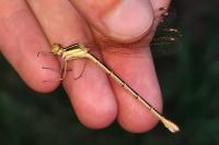 Lestes barbarus