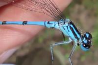 Coenagrion puella
