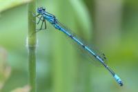 Coenagrion puella
