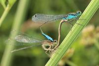 Ischnura elegans