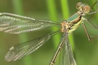 Chalcolestes viridis
