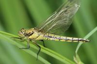 Orthetrum cancellatum