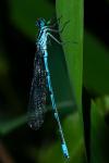 Coenagrion puella