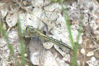 Gomphus pulchellus
