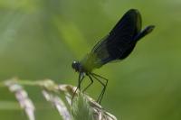 Calopteryx splendens