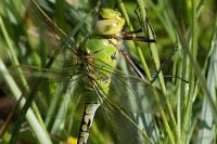 Anax imperator
