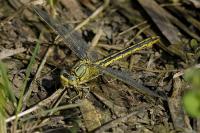 Gomphus pulchellus