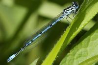 Coenagrion puella