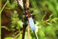 Libellula depressa