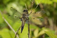 Libellula quadrimaculata