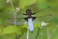 Libellula depressa