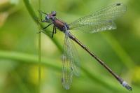 Lestes dryas