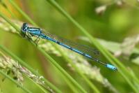 Coenagrion puella