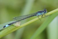 Ischnura elegans