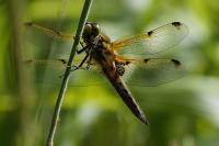 Libellula quadrimaculata