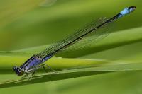 Ischnura elegans
