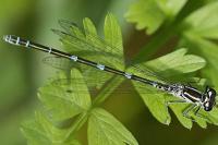 Coenagrion puella