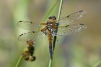 Libellula quadrimaculata