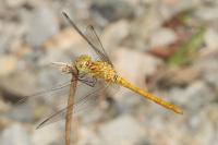 Sympetrum meridionale