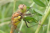 Sympetrum striolatum