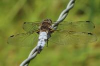 Libellula fulva