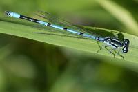 Coenagrion puella