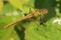 Sympetrum meridionale
