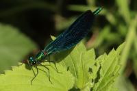 Calopteryx virgo