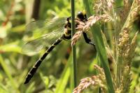 Cordulegaster boltonii