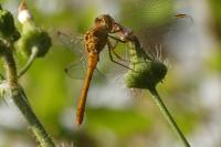 Sympetrum meridionale