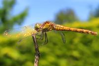 Sympetrum striolatum